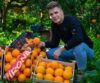 Sizilianische Orangen - Sorte W.Navel zum Auspressen 15 kg – Bild 2