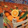 Oranges siciliennes - Variété de table tardive W.Navel 10 kg