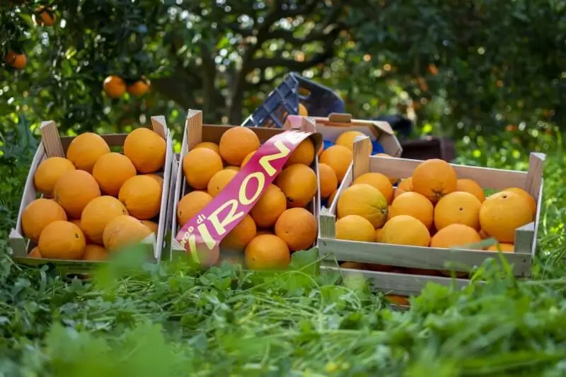 Oranges vanillées (orange douce, sans aigreur) 10 Kg – Image 2